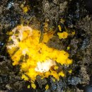 도야족발 이미지