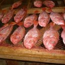 오늘의 생선 이미지