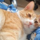 순한고양이 이미지
