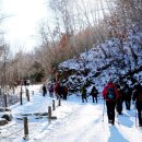 자작나무숲정상 이미지