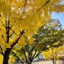 팔발라(FALBALAS) 이미지