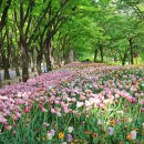 인천대공원 등나무 꽃 이미지