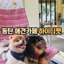 동탄하이디펫 | 동탄애견카페 하이디펫