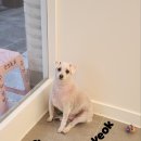 애견미용실 이미지