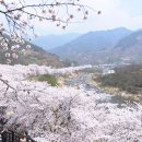 화개십리벚꽃길 이미지