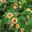 홍우농장 이미지