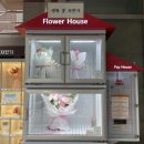 제피로스플라워