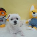 다소니펫살롱 이미지