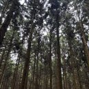 숲스토리 시장점 | 제주 3박4일 여행 / 우진 해장국, 사려니 숲길, 광어다, 판타스틱 버거, 선스토리 숙소