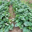 연임농장` 이미지