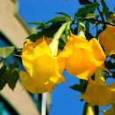 명진초등학교 이미지