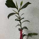 춘이농장 이미지