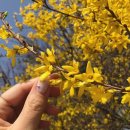 풍진식당 이미지