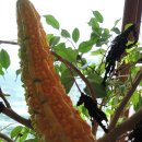 여주-0051 이미지