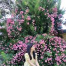 칠곡 지경당 | 칠곡왜관 매원마을 붉은 찔레꽃🌺 개화상태 위치 지경당 네비주소 주차장 고속도로 소요시간