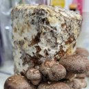 안진초등학교 이미지