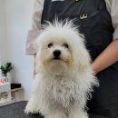 베스띠몽 이미지