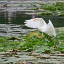 신대호수 이미지