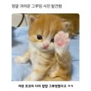 그루밍 - 전주시 덕진구 가재미로 26 | 그루밍