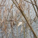 켈리그라피(오전) | 새해 일출 보기 좋은 용인 대형카페 해돋이 명소 라미르 후기