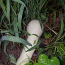 포아로-2 이미지