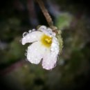 행복을주는꽃 이미지