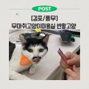 반할고양
