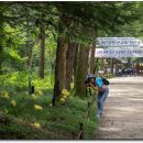 내소사 붉노랑 상사화 (상사화 스케치 끝) 이미지