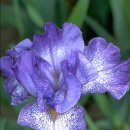 아이리스 이미지