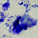 스텔라동물의료센터 이미지