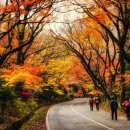 숲길 전경 이미지