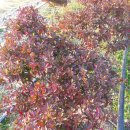 소유농원 이미지