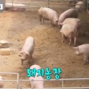 돈마루농장 이미지