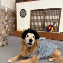 에꼴드펫 이미지