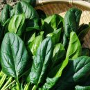 (봄맞이) 홈가드닝 이미지