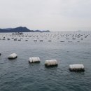 고흥-5호 이미지