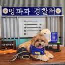 외동 1290(오렌지타운 맞은편) | 울 강쥐공주 체리랑 김해애견카페 멍파파에서 데이트 뿌셨습니당! 내외동이라 뚜벅이 쌉가능