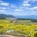 진도보배섬특산품 | 섬 전체가 꽃밭이라니! 2026 보배섬 유채꽃 축제 관매도 역대급 봄 풍경