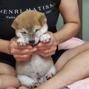 청학로학교길1 이미지