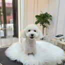 행복한 애견 미용 이미지