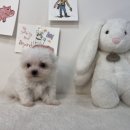 요미스토리 이미지