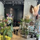 브루니아성수