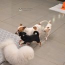 로니풍선