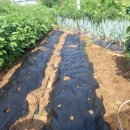 해뜬농장 이미지