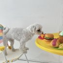 하비펫샵 이미지