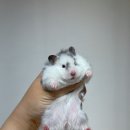 선셋햄스터리