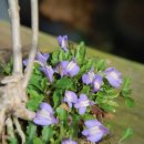 금장초등학교 이미지