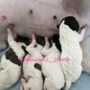 개벤져스(Gaevengers) 이미지