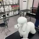 뽀송 애견미용 이미지