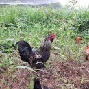 해마루농원 이미지